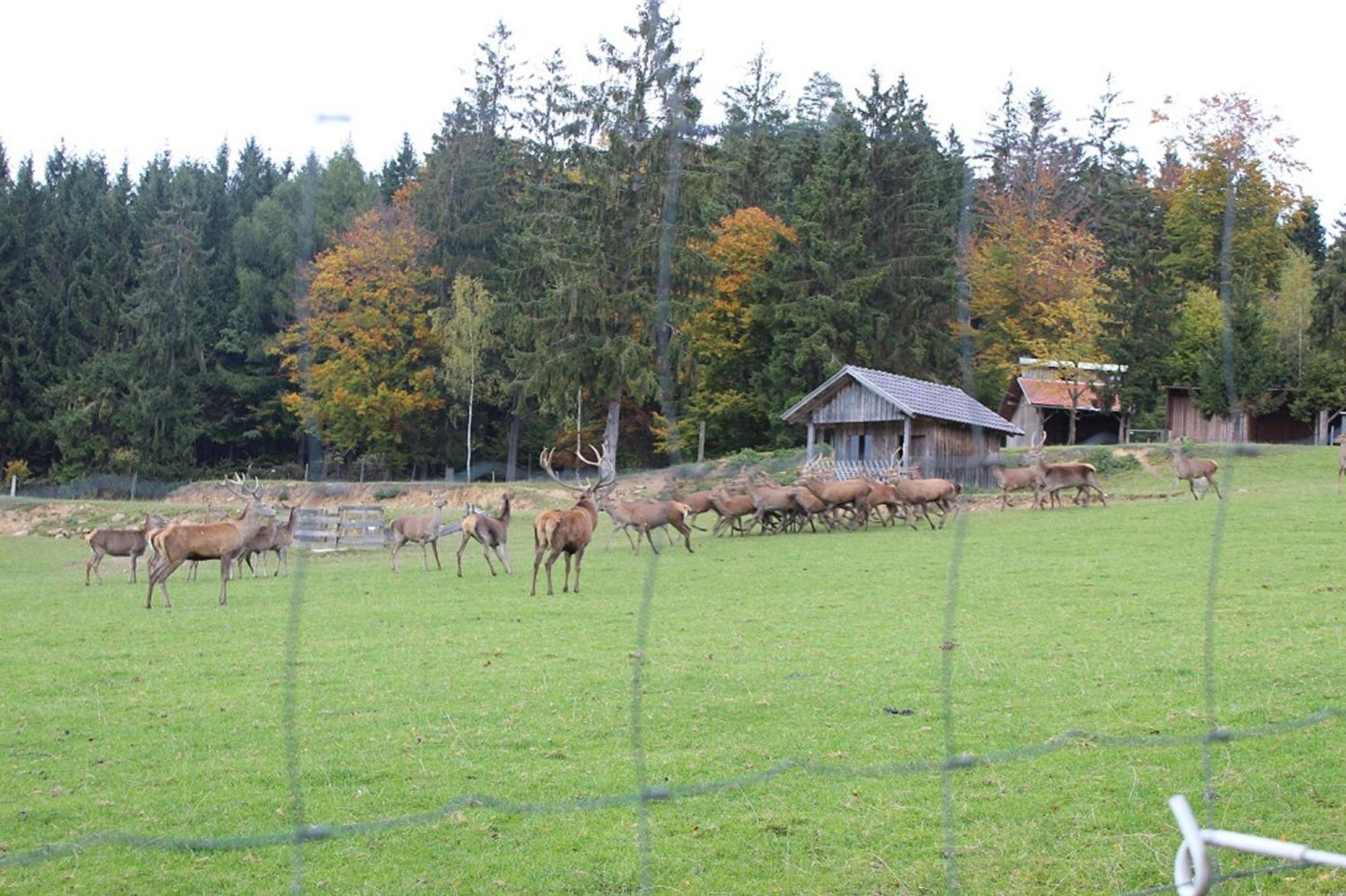 Gasthaus Zur Waldesruh Waffenbrunn Exteriér fotografie